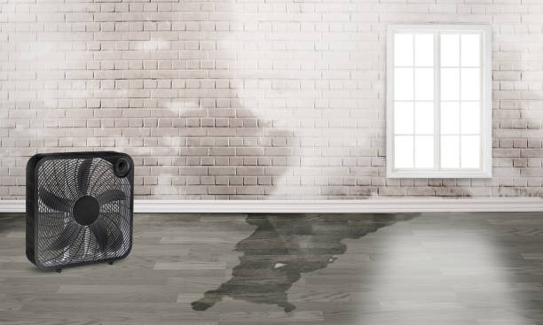 Best Water damage restoration near me  in Sandy Valley, NV