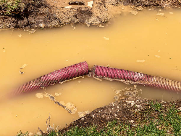 Best Mold removal after water damage  in Sandy Valley, NV
